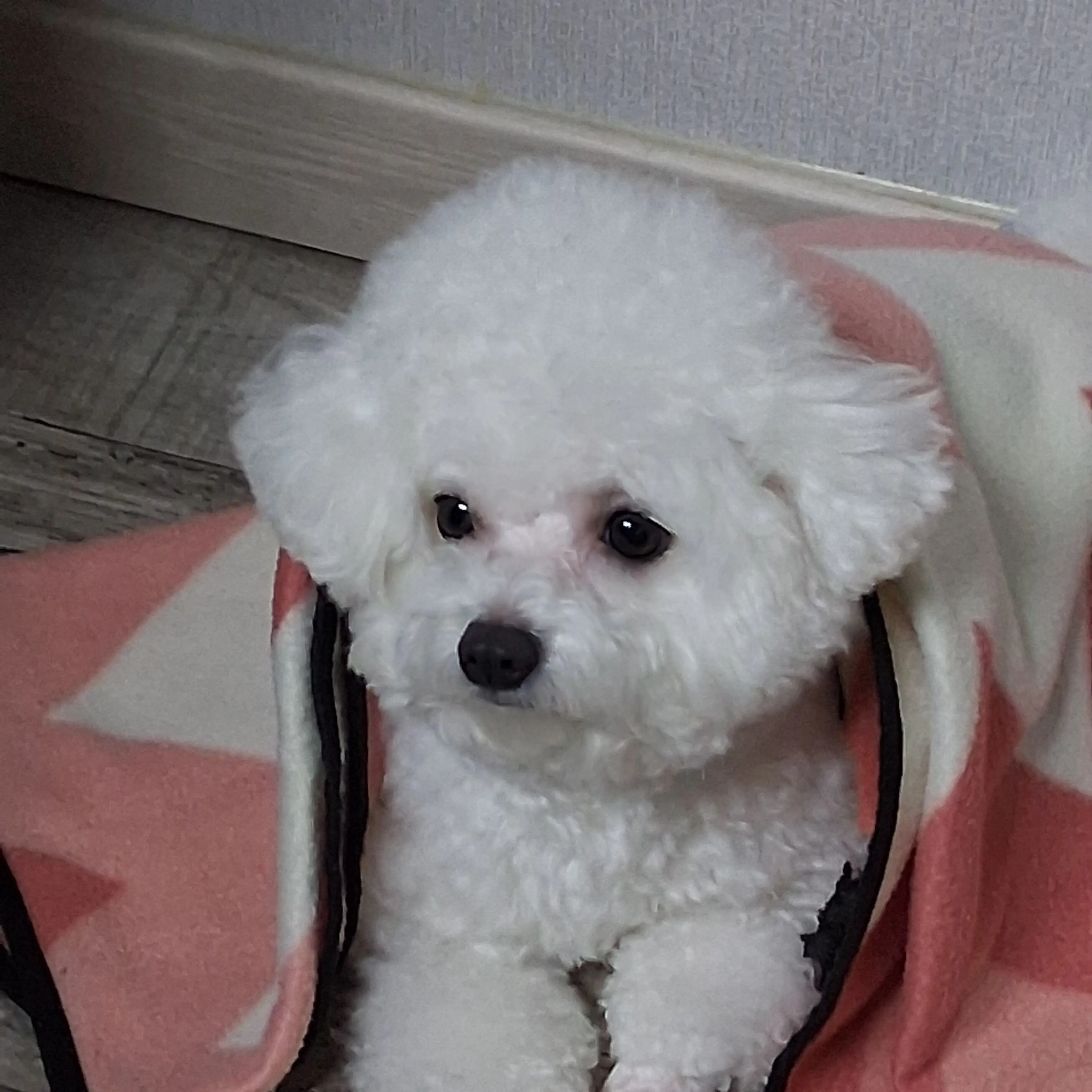 MuteTired3633의 초비상!!!!!!!!