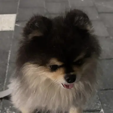 Profile image of 리즈마