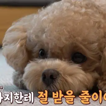 Profile image of 토리