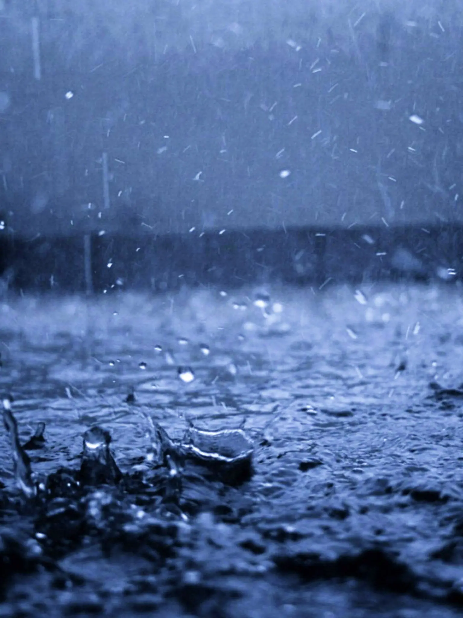 Rin_Azumo1017의 拾われた捨て猫。