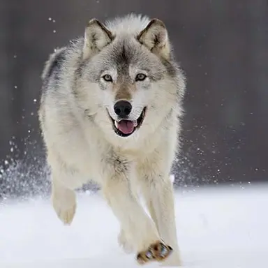 Profile image of 늑대