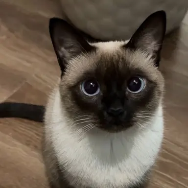 Profile image of 세라