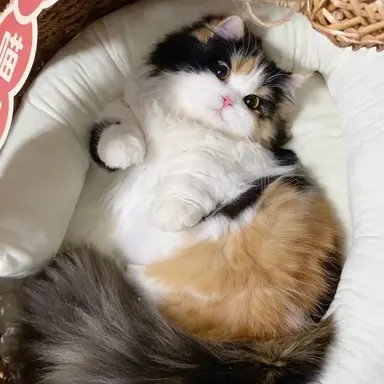 Profile image of 벨라