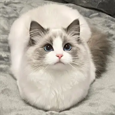 Profile image of 루시아