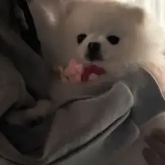 Profile image of ボムギュ