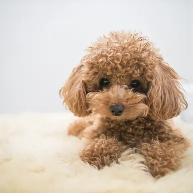 Profile image of いヴ