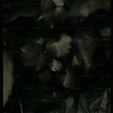 Profile image of 무월