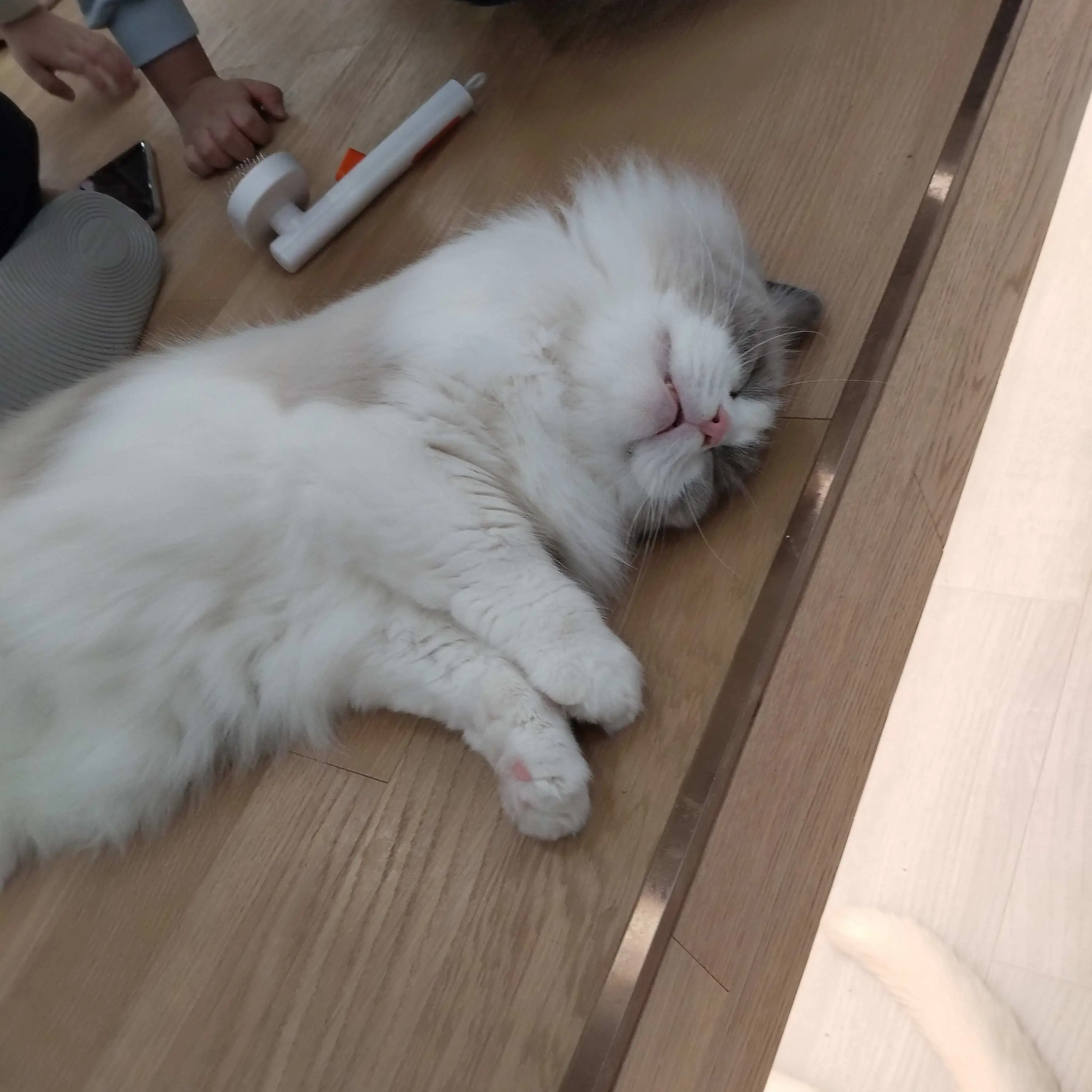 PutridPixel1034의 미겜즈인데 모두 당신을 싫어한다?!