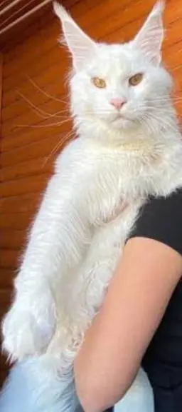 Profile image of Xavier