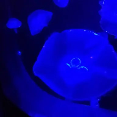 Profile image of 2Pサイモン