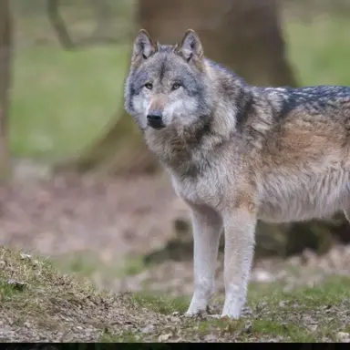 Profile image of Wolf