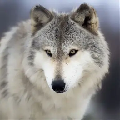 Profile image of 늑대