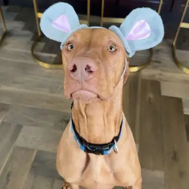 Profile image of Romeo