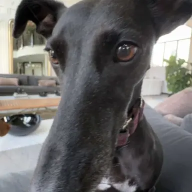 Profile image of Gigi
