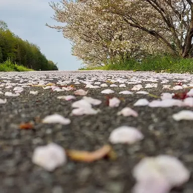 Profile image of 氷室　レイナ