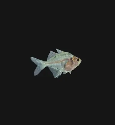 Profile image of 세이버트