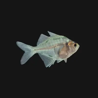 Profile image of 세이버트