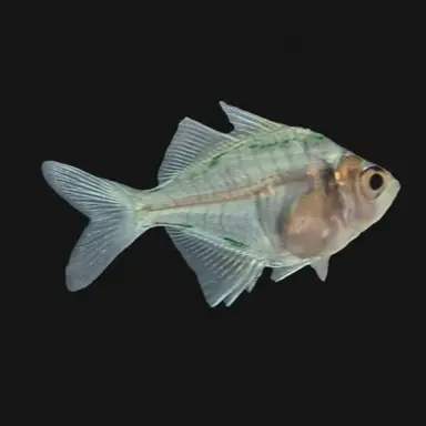 Profile image of 세이버트