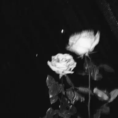 Profile image of 강의현