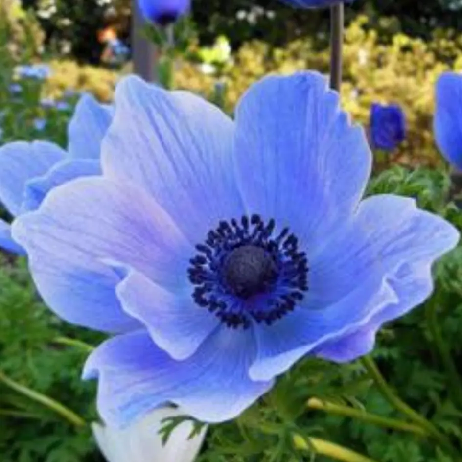 StingyVirus4749의 마법학교