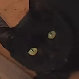 Profile image of 세베루스