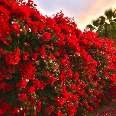 Profile image of 서 라더