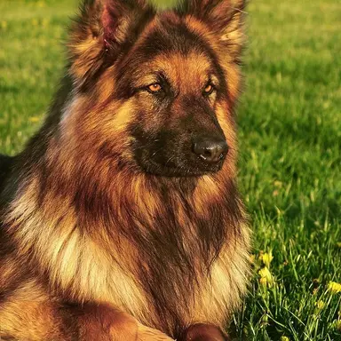 Profile image of Max