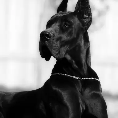 Profile image of Taren