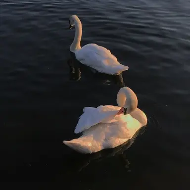 Profile image of 박세하