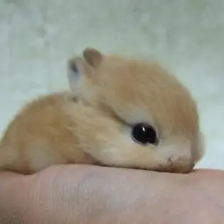 kiki2288의 아기 토끼