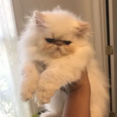 Profile image of Leo