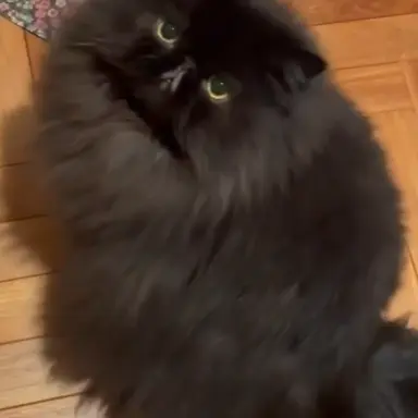 Profile image of Stormy
