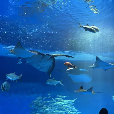 Profile image of 隼人