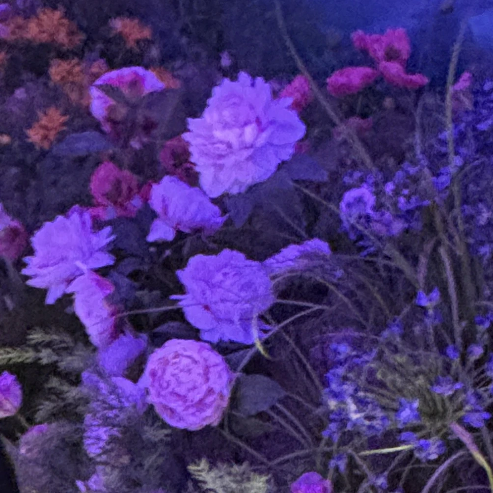 漣 悠
