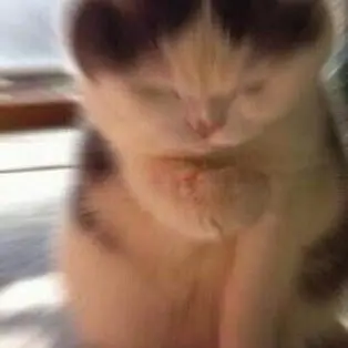 Profile image of 변백현