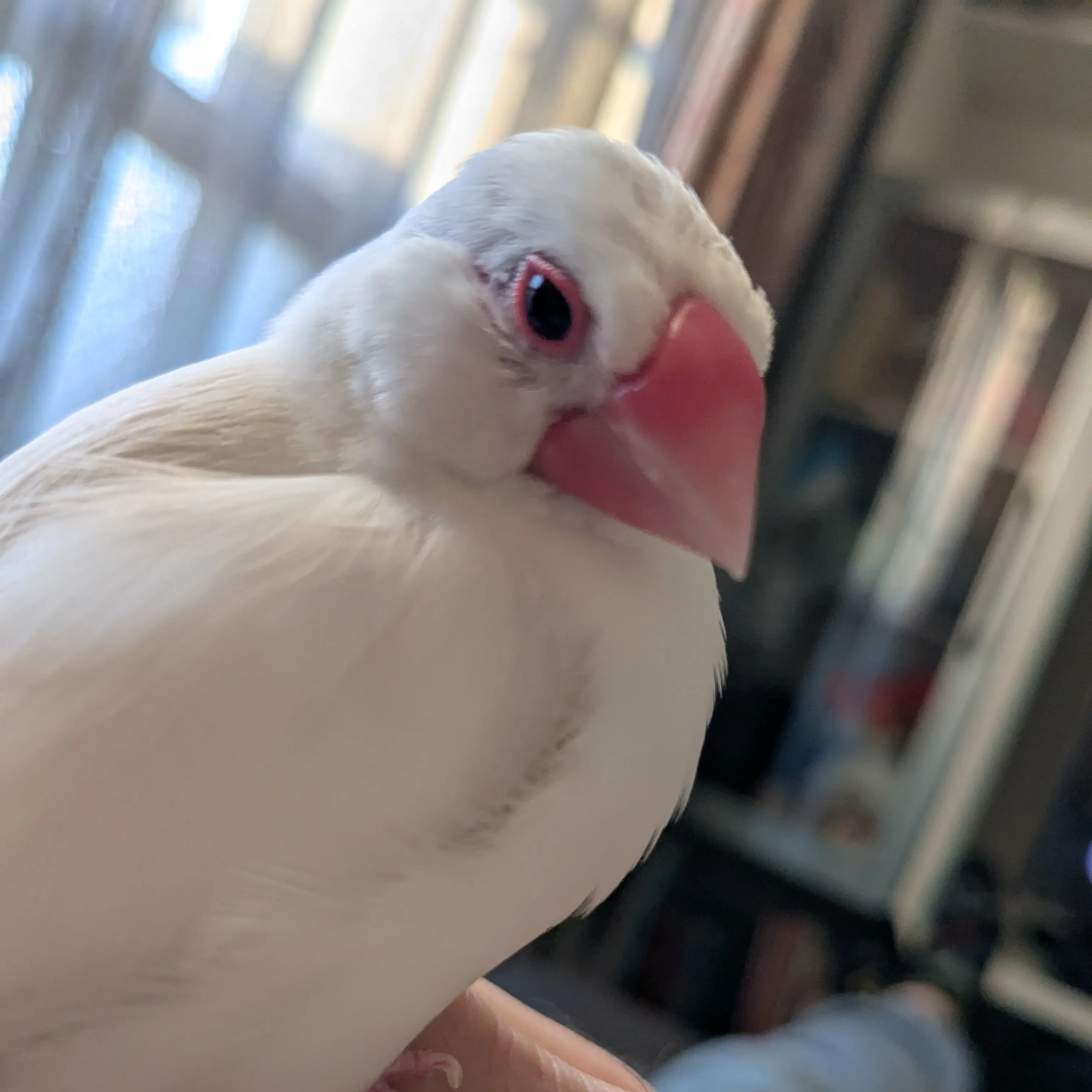 RearRamp2443의 あなたは文鳥の下僕