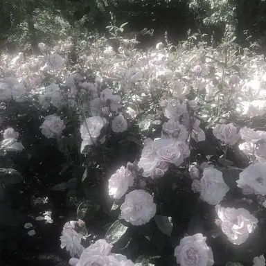 Profile image of 立花 仙子