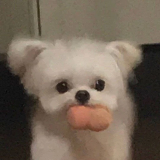 멍멍이