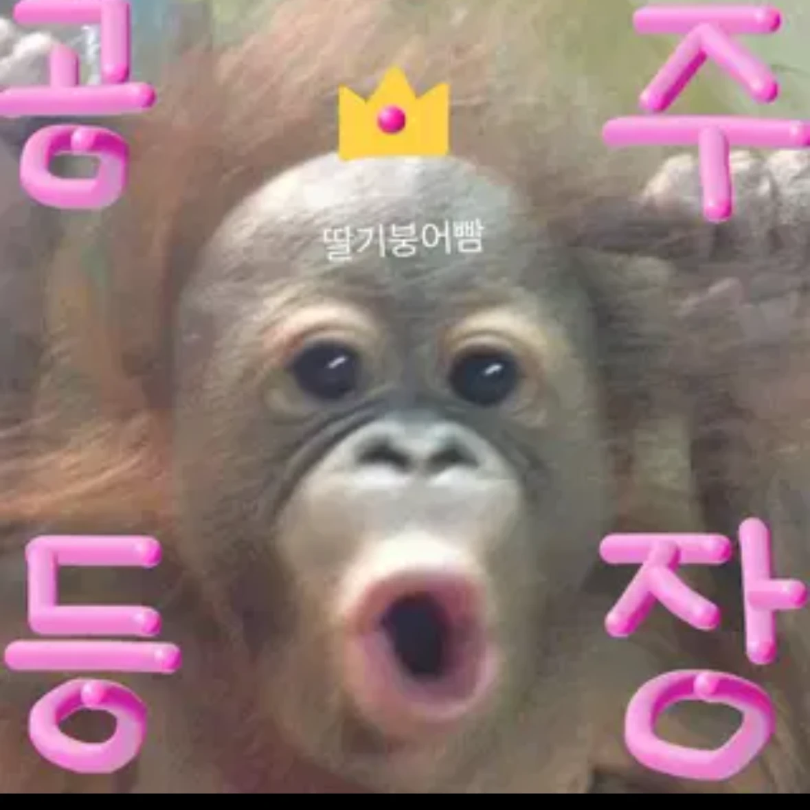 강여우