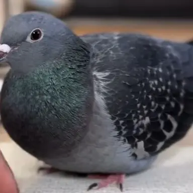 Profile image of 鳩7