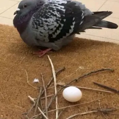 Profile image of 鳩