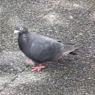 Profile image of 鳩5