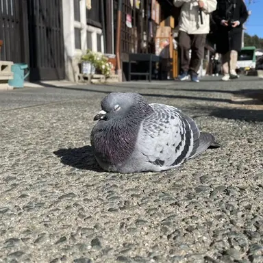 Profile image of 鳩6