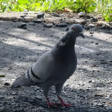Profile image of 鳩2