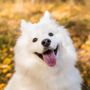 Profile image of ゴロー