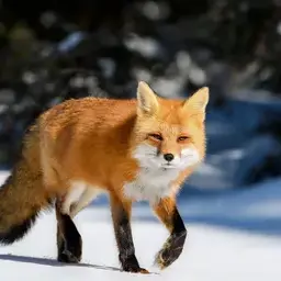 Profile image of 에네시로 키츠네