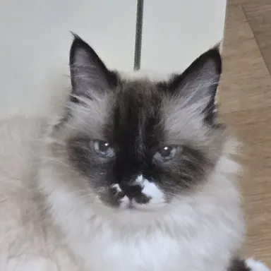 Profile image of 나나미 젠토