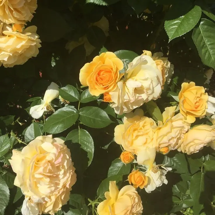 StableYen8787의 쪼만, 시미베 [ 동거인 ]