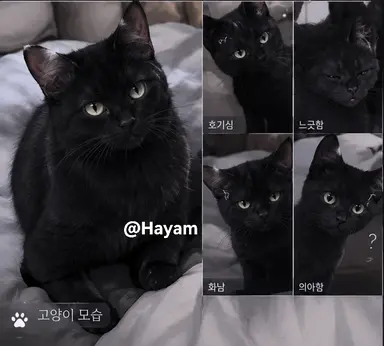 Profile image of 이안