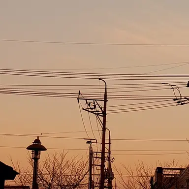 Profile image of 공룡